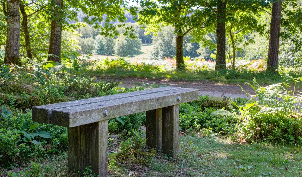 A simple wooden bench on a forest trail with a view through the trees